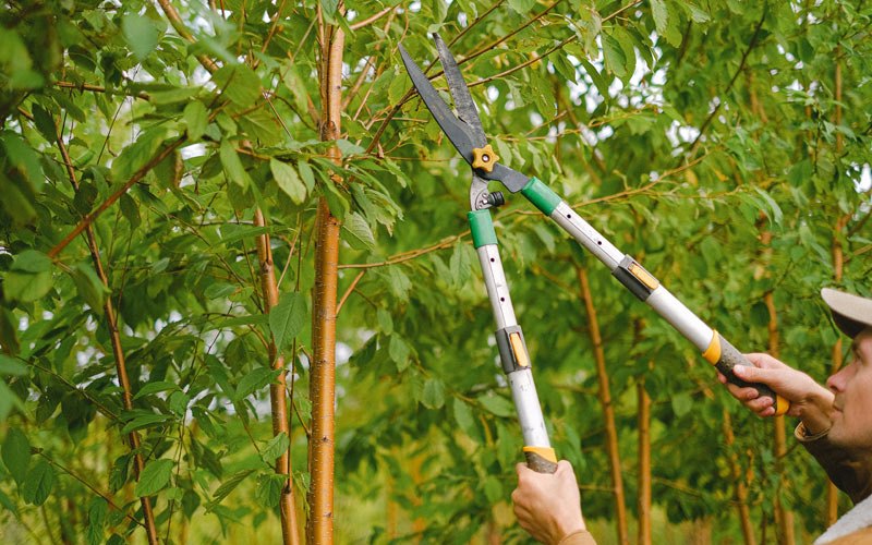 Tree trimming in Wapello, IA